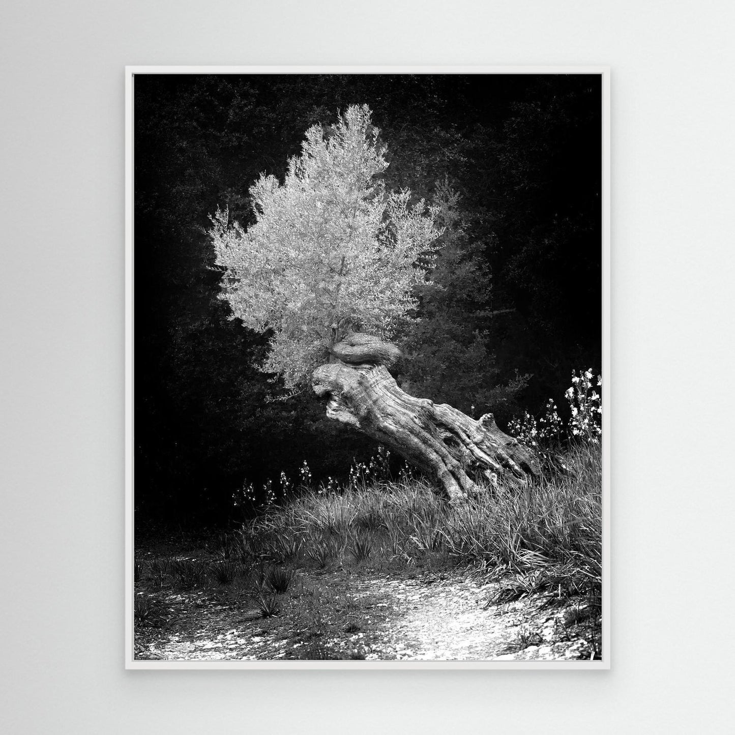 DAWN OLIVE - on canvas