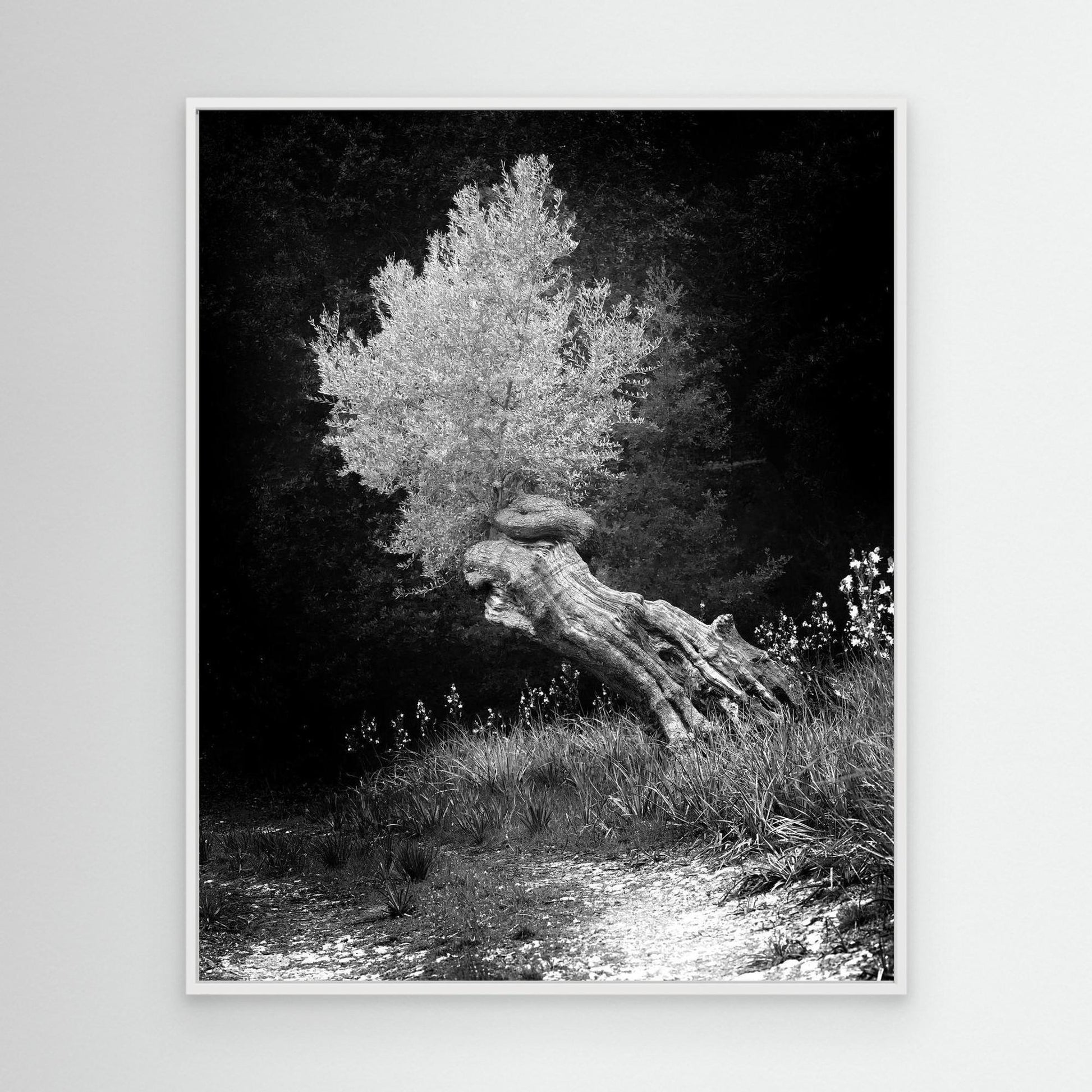 DAWN OLIVE - on canvas