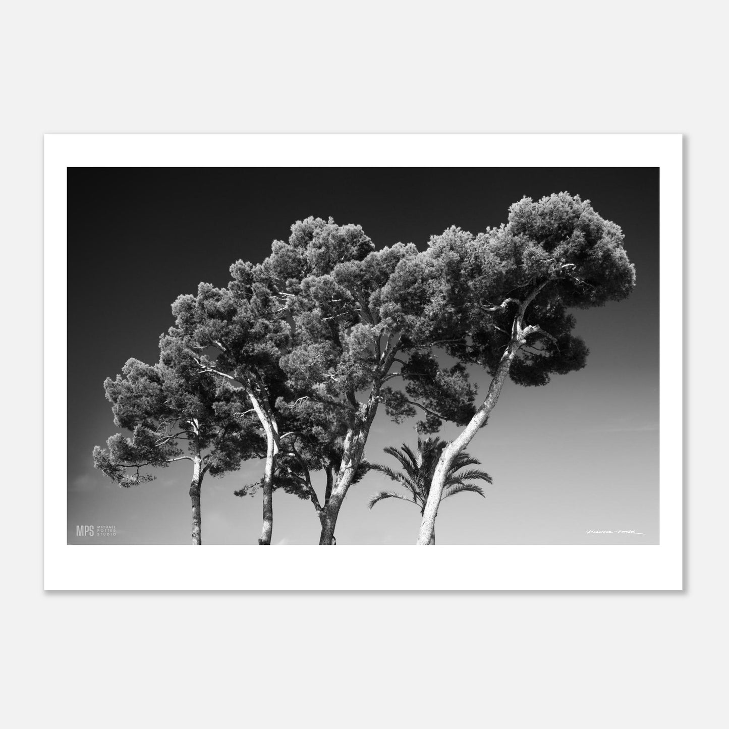 A black & white photograph of a group of Aleppo pines against a dark sky  in Alcudia, Mallorca, Spain
