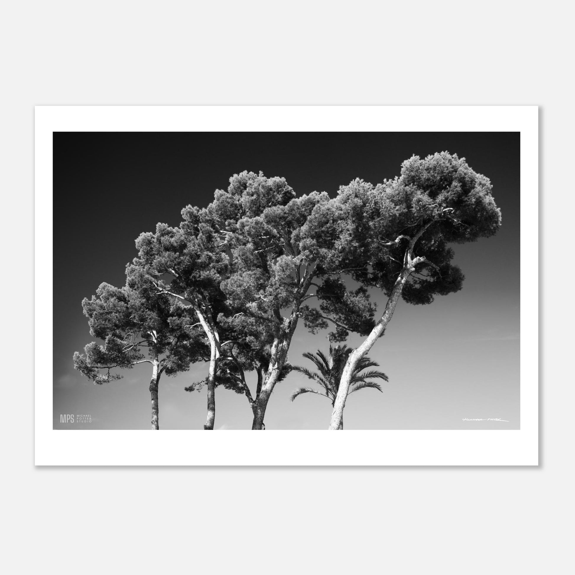 A black & white photograph of a group of Aleppo pines against a dark sky  in Alcudia, Mallorca, Spain