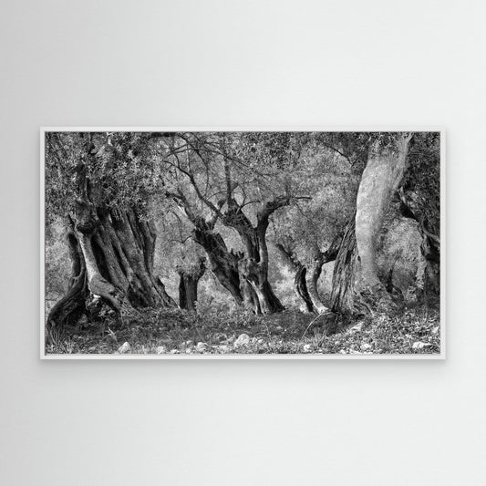 THROUGH THE GROVE - on canvas