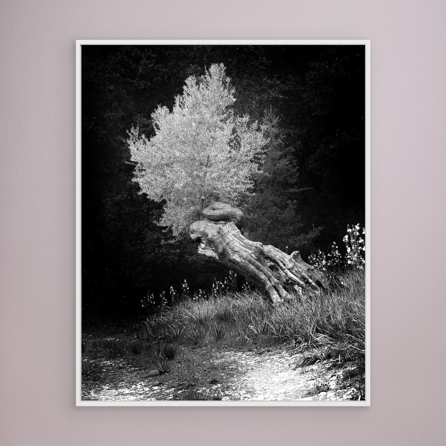 DAWN OLIVE - on canvas