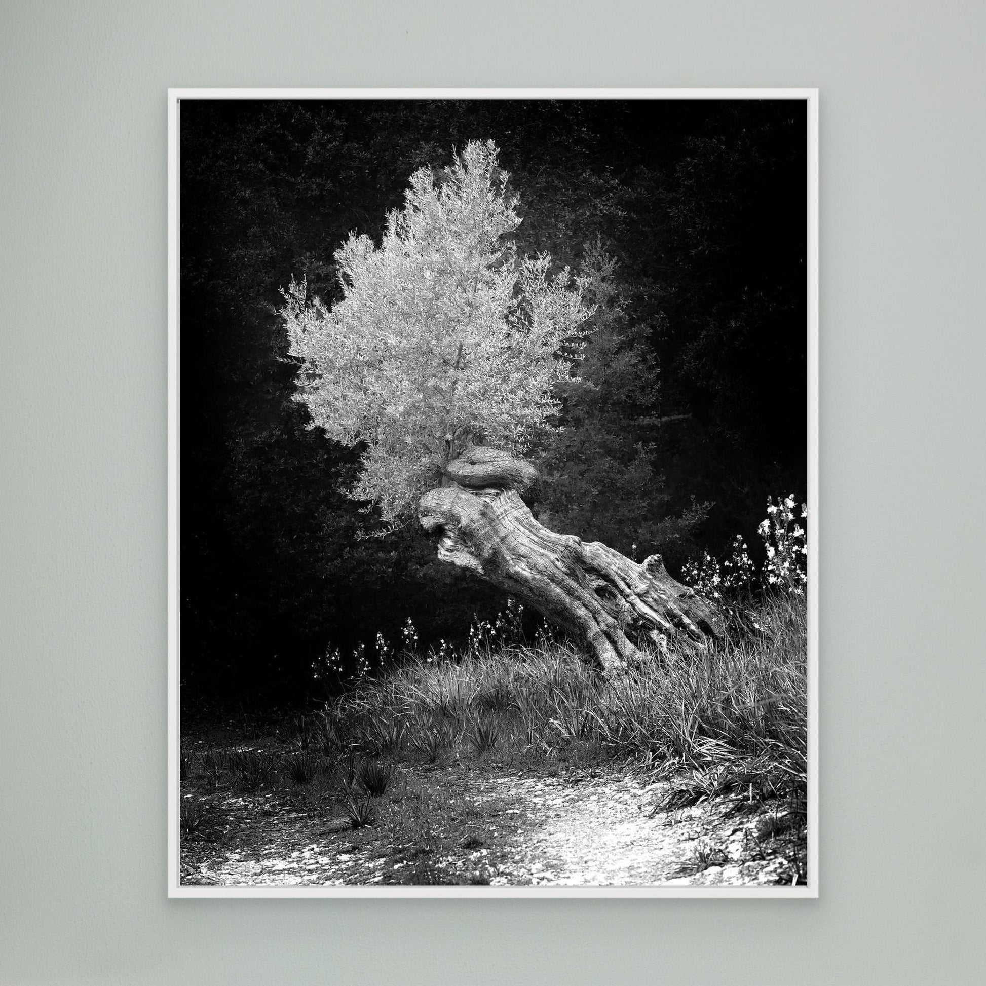 DAWN OLIVE - on canvas